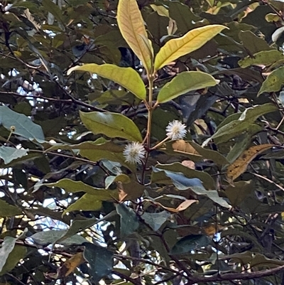 Syncarpia glomulifera subsp. glomulifera (Turpentine) at Cooranbong, NSW - 6 Sep 2024 by Tapirlord