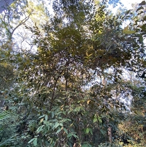 Syncarpia glomulifera subsp. glomulifera at Cooranbong, NSW - 6 Sep 2024