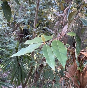 Syncarpia glomulifera subsp. glomulifera at Cooranbong, NSW - 6 Sep 2024