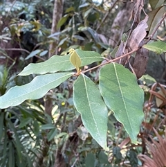 Syncarpia glomulifera subsp. glomulifera at Cooranbong, NSW - 6 Sep 2024