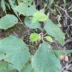 Androcalva fraseri (Brush Kurrajong) at Cooranbong, NSW - 5 Sep 2024 by Tapirlord