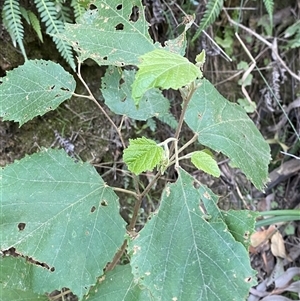 Androcalva fraseri at Cooranbong, NSW - 6 Sep 2024