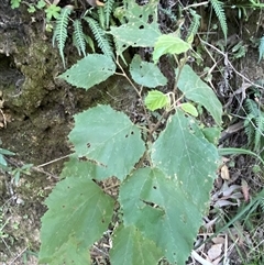 Androcalva fraseri at Cooranbong, NSW - 6 Sep 2024