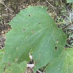 Androcalva fraseri at Cooranbong, NSW - 6 Sep 2024