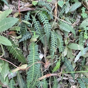 Blechnum neohollandicum at Cooranbong, NSW - 6 Sep 2024 08:16 AM