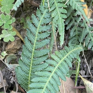 Blechnum neohollandicum at Cooranbong, NSW - 6 Sep 2024 08:16 AM