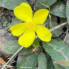 Hibbertia dentata (Twining Guinea Flower) at Cooranbong, NSW - 6 Sep 2024 by Tapirlord