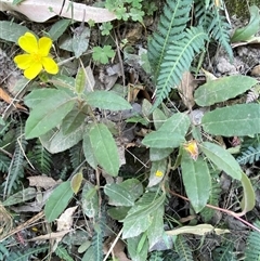 Hibbertia dentata at Cooranbong, NSW - 6 Sep 2024 08:16 AM