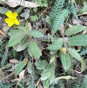 Hibbertia dentata at Cooranbong, NSW - 6 Sep 2024 08:16 AM