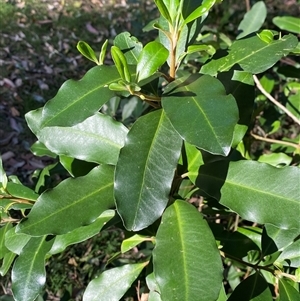 Myrsine variabilis (Muttonwood) at Martinsville, NSW by Tapirlord