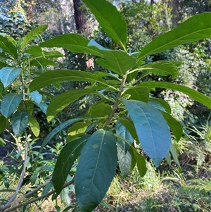 Claoxylon australe (Brittlewood) at Martinsville, NSW by Tapirlord