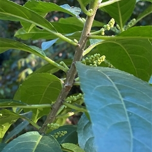 Claoxylon australe at Martinsville, NSW - 6 Sep 2024