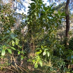 Claoxylon australe at Martinsville, NSW - 6 Sep 2024 08:02 AM