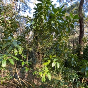 Claoxylon australe at Martinsville, NSW - 6 Sep 2024 08:02 AM