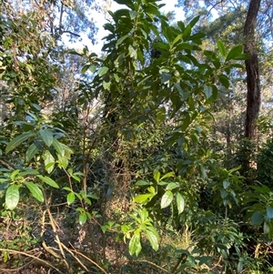 Claoxylon australe at Martinsville, NSW - 6 Sep 2024