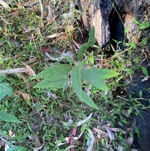 Solanum stelligerum at Martinsville, NSW - 6 Sep 2024 07:59 AM