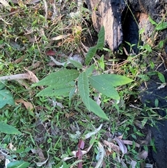 Solanum stelligerum at Martinsville, NSW - 6 Sep 2024 07:59 AM