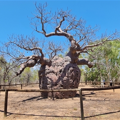 Adansonia gregorii (Boab) at Derby, WA - 24 Sep 2024 by Mike