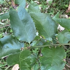 Daphnandra apatela (Satin Wood) at Martinsville, NSW - 6 Sep 2024 by Tapirlord