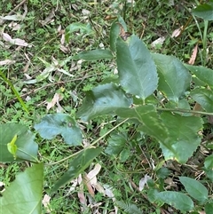 Daphnandra apatela at Martinsville, NSW - 6 Sep 2024 07:58 AM