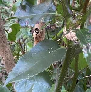 Daphnandra apatela at Martinsville, NSW - 6 Sep 2024