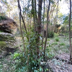 Daphnandra apatela at Martinsville, NSW - 6 Sep 2024 07:58 AM