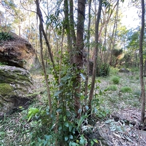 Daphnandra apatela at Martinsville, NSW - 6 Sep 2024 07:58 AM
