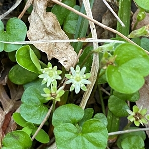 Dichondra repens (Kidney Weed) at Martinsville, NSW by Tapirlord