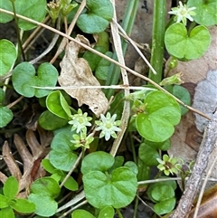 Dichondra repens at Martinsville, NSW - 6 Sep 2024