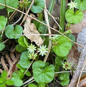 Dichondra repens at Martinsville, NSW - 6 Sep 2024