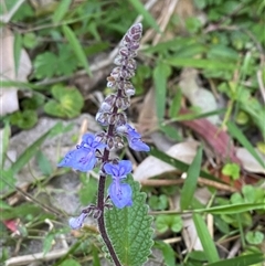 Coleus australis (Cockspur Flower) at Martinsville, NSW - 5 Sep 2024 by Tapirlord