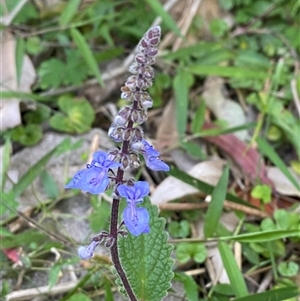 Coleus australis (Cockspur Flower) at Martinsville, NSW by Tapirlord