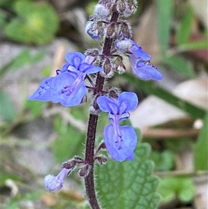 Coleus australis at Martinsville, NSW - 6 Sep 2024 07:55 AM