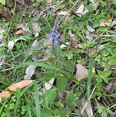 Coleus australis at Martinsville, NSW - 6 Sep 2024 07:55 AM