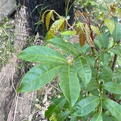 Synoum glandulosum subsp. glandulosum (Scentless Rosewood) at Martinsville, NSW - 5 Sep 2024 by Tapirlord