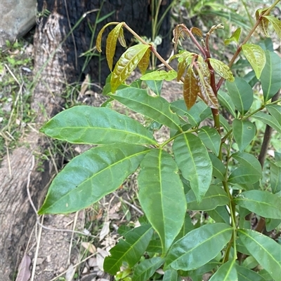 Synoum glandulosum subsp. glandulosum (Scentless Rosewood) at Martinsville, NSW - 5 Sep 2024 by Tapirlord