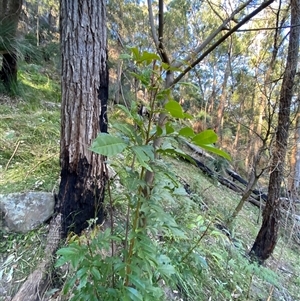 Synoum glandulosum subsp. glandulosum at Martinsville, NSW - 6 Sep 2024 07:54 AM