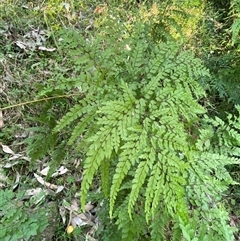 Adiantum formosum (Black Stem, Black-stem Maidenhair) at Martinsville, NSW - 6 Sep 2024 by Tapirlord