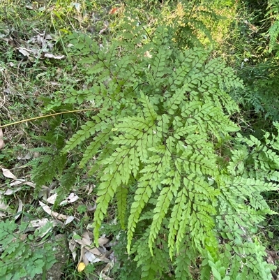 Adiantum formosum (Black Stem, Black-stem Maidenhair) at Martinsville, NSW - 5 Sep 2024 by Tapirlord