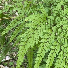 Adiantum formosum at Martinsville, NSW - 6 Sep 2024 07:54 AM