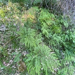 Adiantum formosum at Martinsville, NSW - 6 Sep 2024 07:54 AM