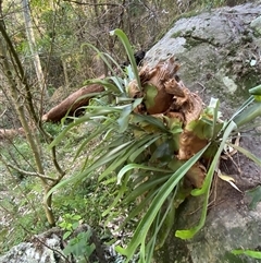 Platycerium bifurcatum (Elkhorn) at Martinsville, NSW - 5 Sep 2024 by Tapirlord