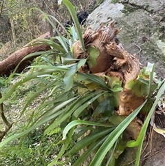 Platycerium bifurcatum at Martinsville, NSW - suppressed