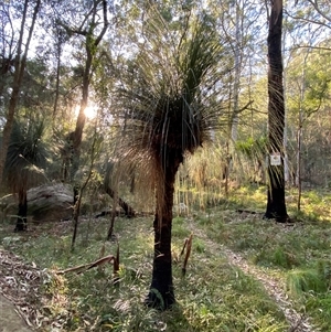 Xanthorrhoea malacophylla (Grass Tree) at Martinsville, NSW by Tapirlord