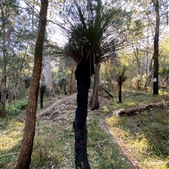 Xanthorrhoea malacophylla at Martinsville, NSW - 6 Sep 2024 07:51 AM