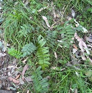 Pellaea falcata at Martinsville, NSW by Tapirlord