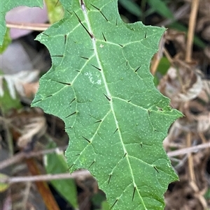 Solanum prinophyllum (Forest Nightshade) at Martinsville, NSW by Tapirlord