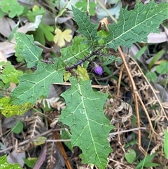 Solanum prinophyllum at Martinsville, NSW - 6 Sep 2024