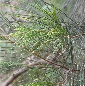 Allocasuarina torulosa (Forest Oak) at Martinsville, NSW by Tapirlord