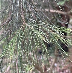 Allocasuarina torulosa at Martinsville, NSW - 6 Sep 2024 07:50 AM